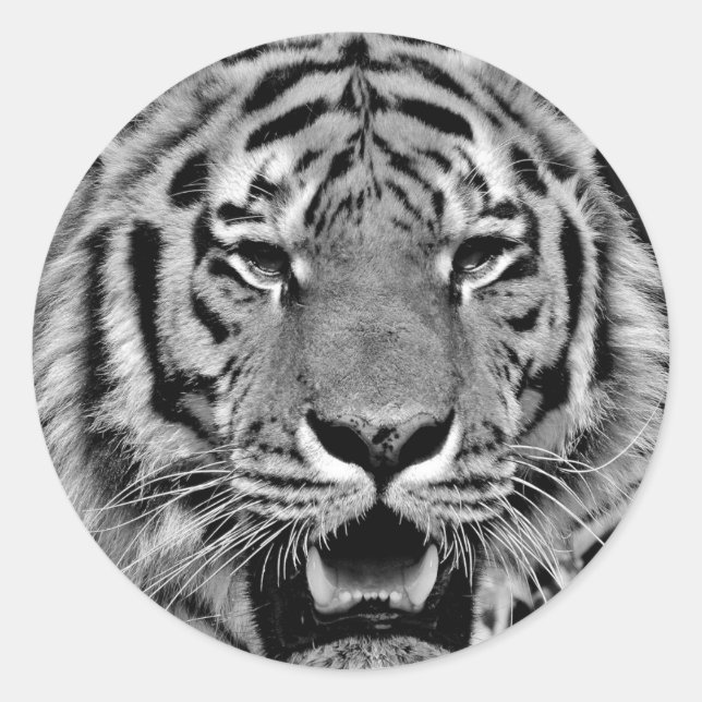 Black and White Tiger Face Classic Round Sticker (Front)