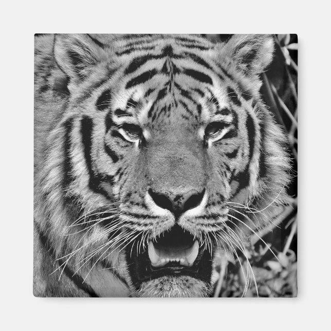 Black and White Tiger Face Magnet (Front)