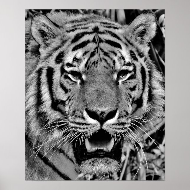 Black and White Tiger Face Poster (Front)