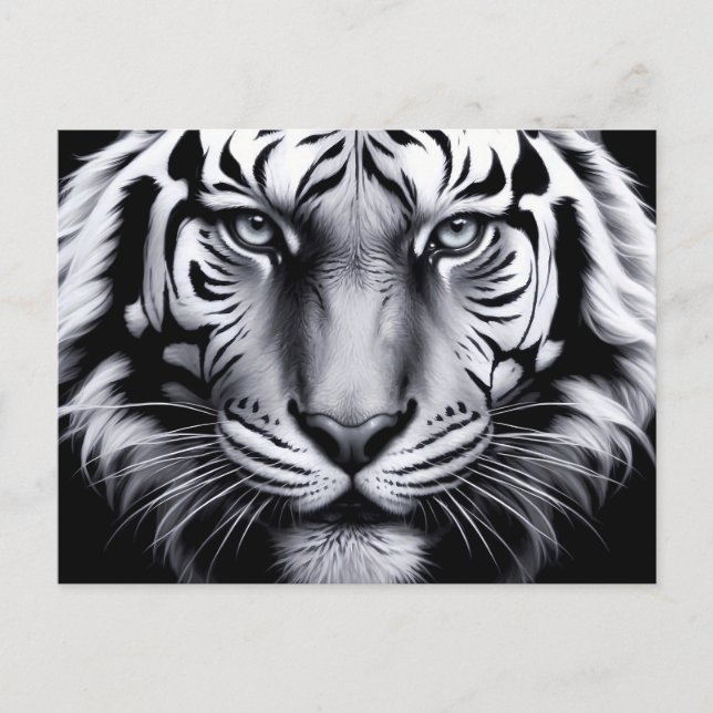 black and white tiger (update) postcard (Front)