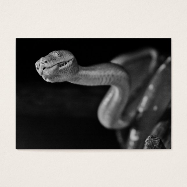 Black and White Tree Boa (Front)