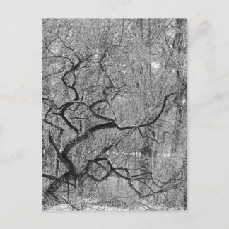 black and white tree postcard