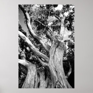 Black and white tree poster