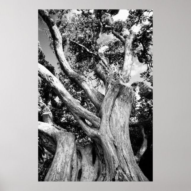 Black and white tree poster (Front)
