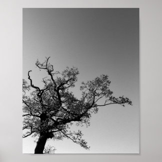 Black And White Tree Silhouette With Sunset Poster