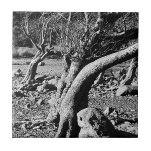 BLACK AND WHITE TREES CERAMIC TILE