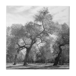 Black and White Trees Ceramic Tile