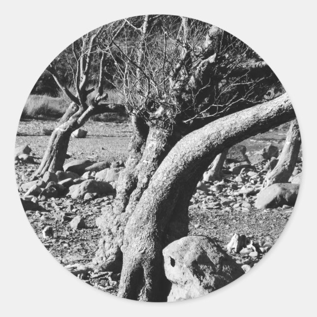 BLACK AND WHITE TREES  CLASSIC ROUND STICKER (Front)