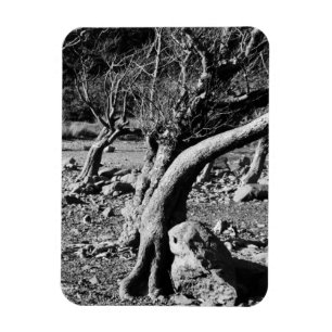 BLACK AND WHITE TREES MAGNET