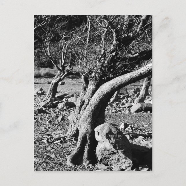 BLACK AND WHITE TREES POSTCARD (Front)