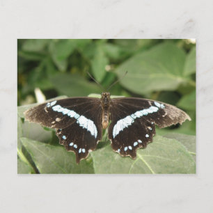 Black and White Tropical Butterfly Postcard