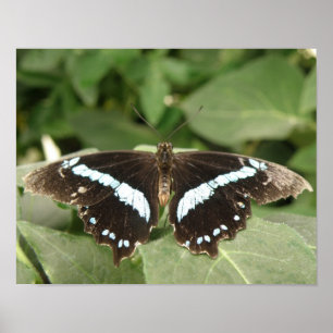 Black and White Tropical Butterfly Print