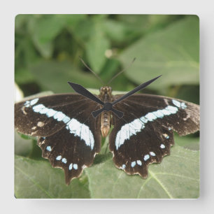 Black and White Tropical Butterfly Wall Clock