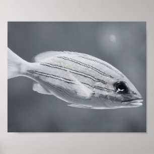 Black and White Tropical Fish Printable Art  Poster