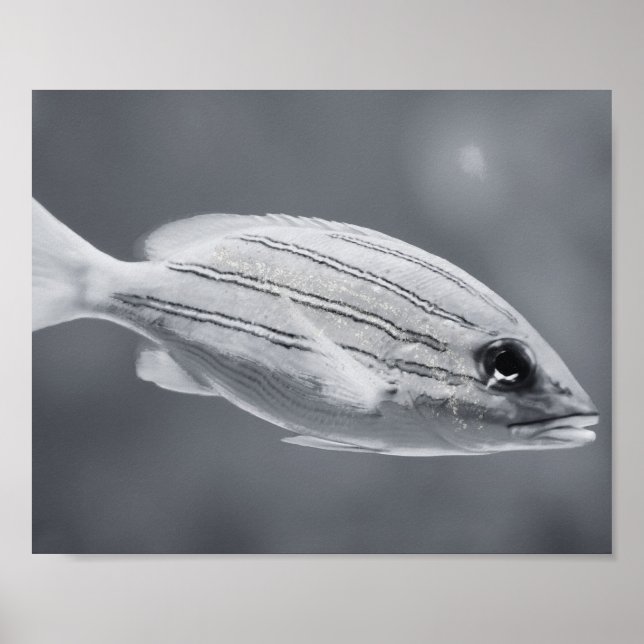Black and White Tropical Fish Printable Art  Poster (Front)