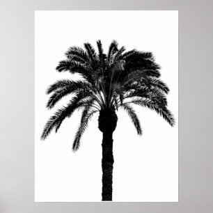 black and white  tropical palm tree poster