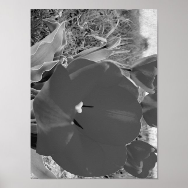 Black and white tulip poster (Front)