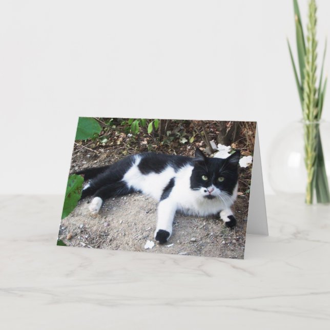 BLACK AND WHITE TURKISH CAT PIERO CARD (Front)
