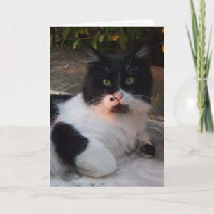 BLACK AND WHITE TURKISH CAT PIERO CARD