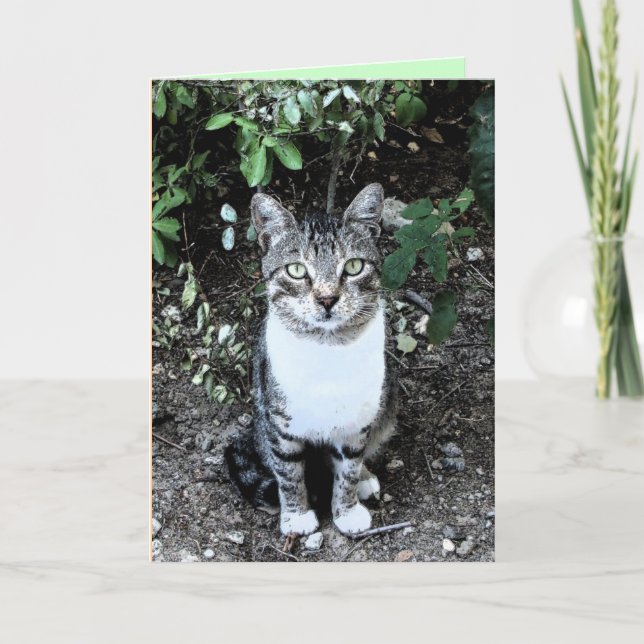 BLACK AND WHITE TURKISH CAT RONIN CARD (Front)