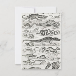 Black and White Turtle Reptiles Alligators RSVP Card