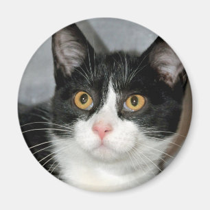 Black and White Tuxedo Cat Magnets