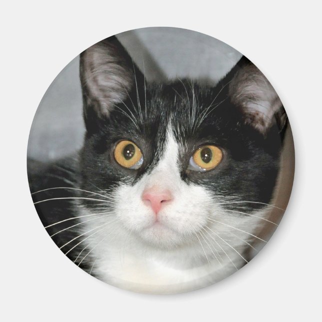 Black and White Tuxedo Cat Magnets (Front)