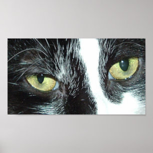 Black and White Tuxedo Cat Poster