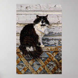 Black and White Tuxedo Tom Cat on Old Fence Poster