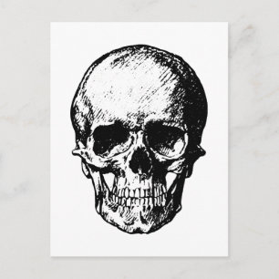 Black and White Vintage Skull Illustration Postcard