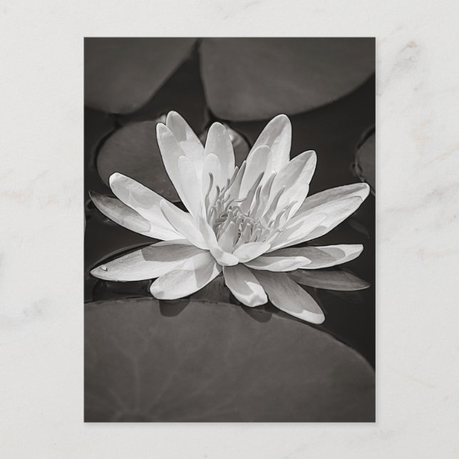 Black and White Water Lily Postcard (Front)