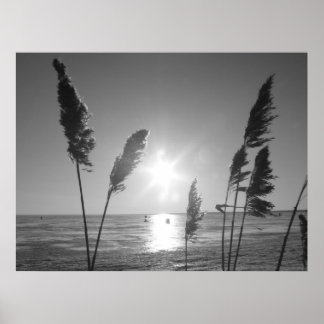 Black and White weeds Poster