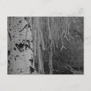Black and White Weeping Birch in Winter Postcard