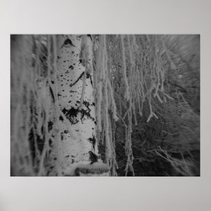 Black and White Weeping Birch Poster