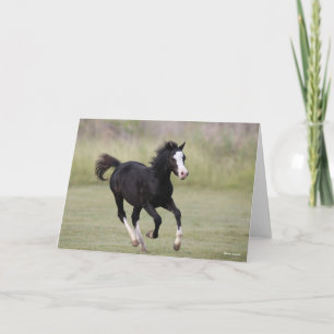 Black And White Welsh Pony Foal Running Card