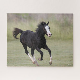 Black And White Welsh Pony Foal Running Jigsaw Puzzle