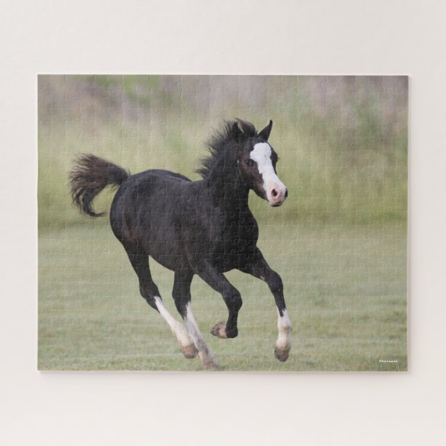Black And White Welsh Pony Foal Running Jigsaw Puzzle (Horizontal)