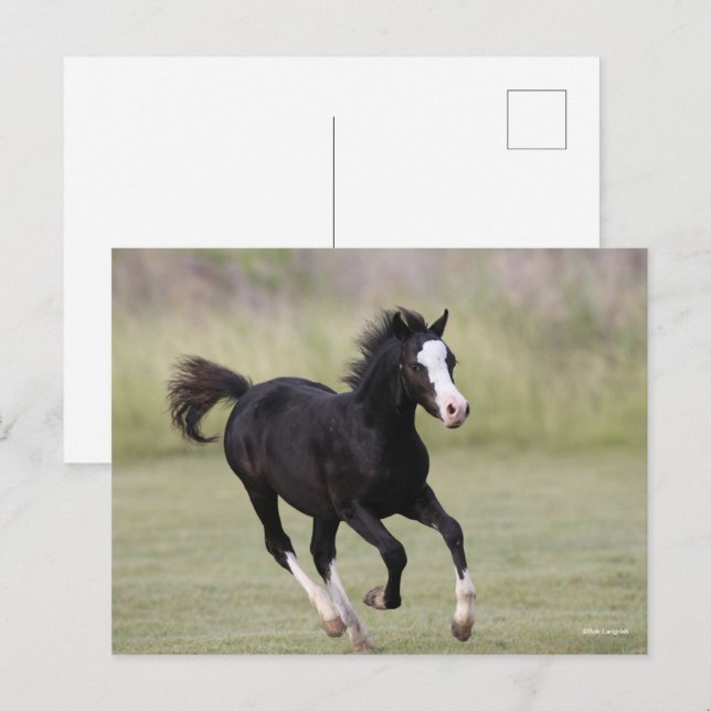 Black And White Welsh Pony Foal Running Postcard (Front/Back)