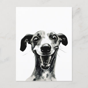 Black and white Whippet   Cute Greyhound Postcard