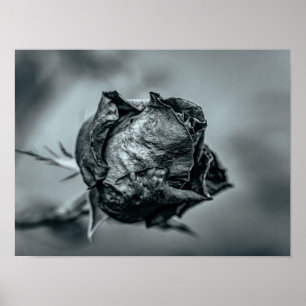 Black and White Wilted Rose Bud Poster