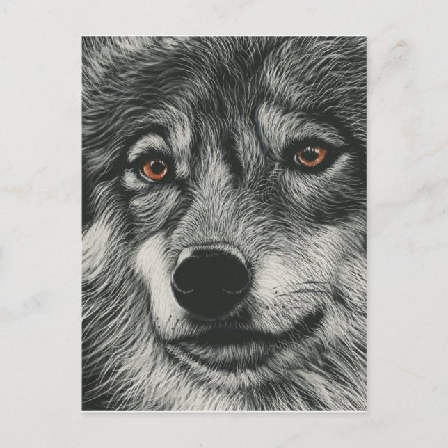 Black and white wolf illustration postcard (Front)