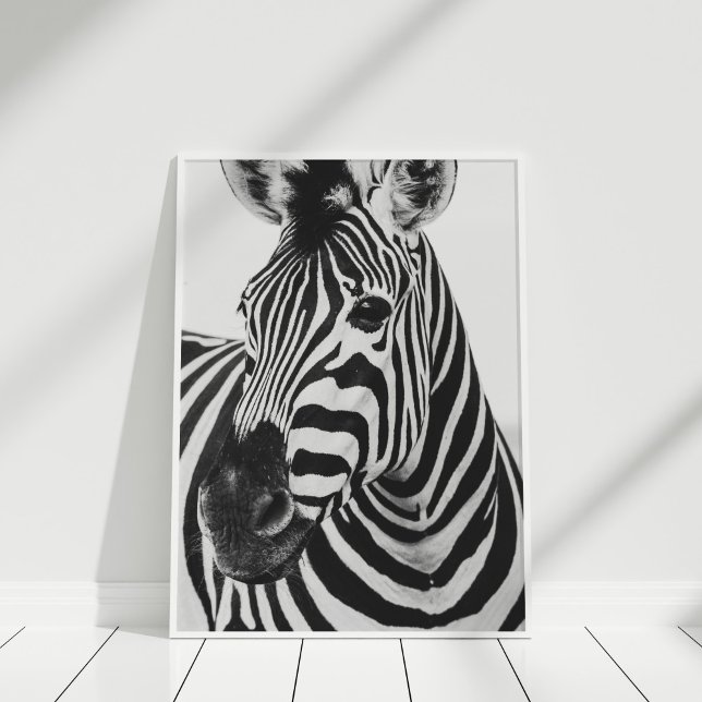 Black and White Zebra Safari Photography Poster (Black and White Zebra Poster in a white frame.)
