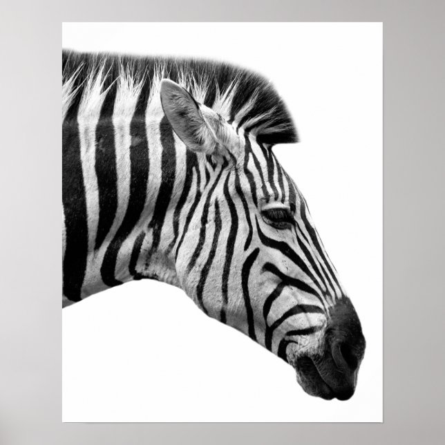 Black and white zebra wild jungle animal photo poster (Front)