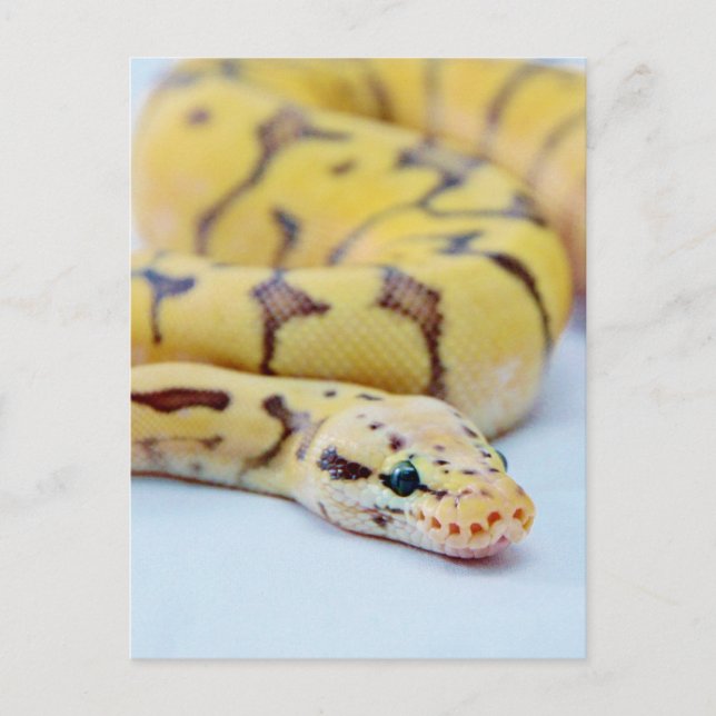 Black and Yellow Ball Python 2 Postcard (Front)