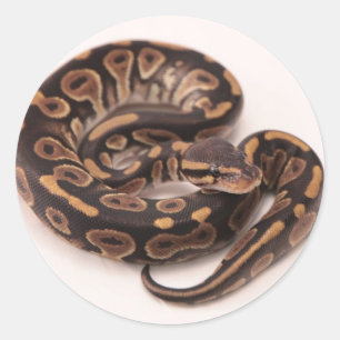 Black and Yellow Ball Python Classic Round Sticker