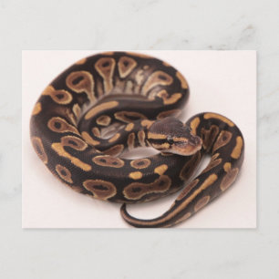 Black and Yellow Ball Python Postcard