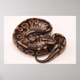 Black and Yellow Ball Python Poster