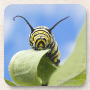 Black and yellow caterpillar coaster