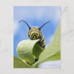 Black and yellow caterpillar postcard