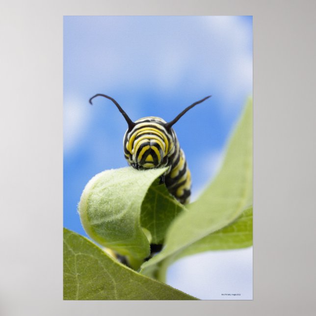 Black and yellow caterpillar poster (Front)